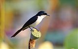 Paperbark Flycatcherborder=